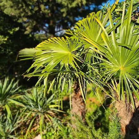 Hébergement de vacances Botanica House Krk *